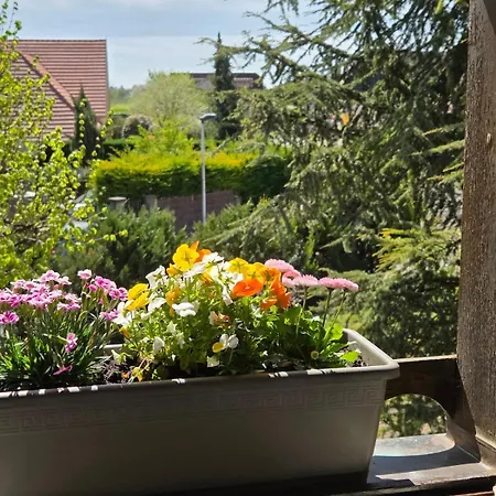 Dom wakacyjny Maison 2-12 Personnes Pmr En Alsace A Jardin, Animaux Acceptes, Proche Colmar Et Europapark Jebsheim